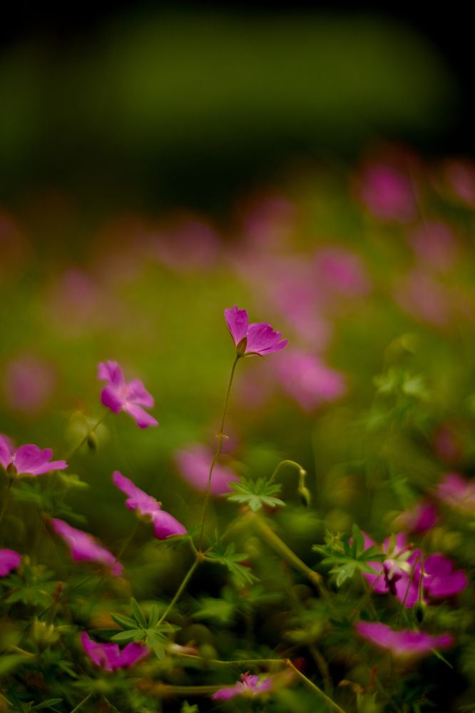 Photograph by Валерий Змачинский