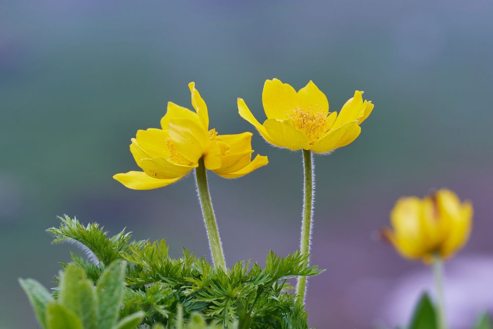 Photograph by Igor Belov