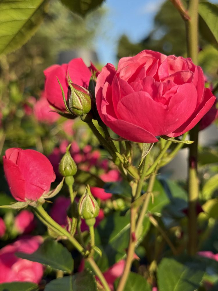 Фотография автора Юлия Денисенко