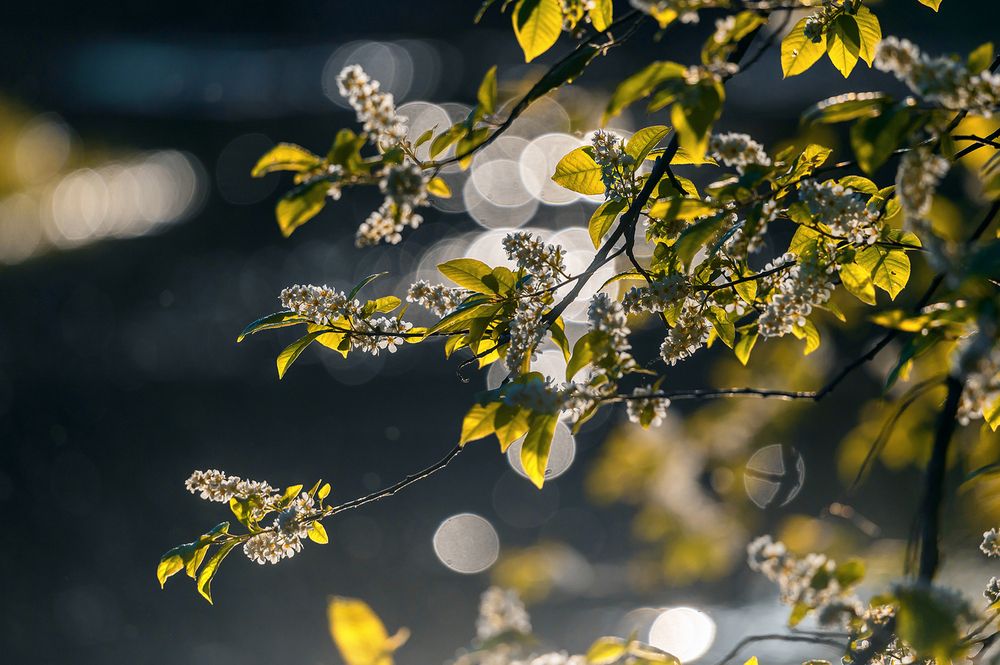 Photograph by Пешков Валерий