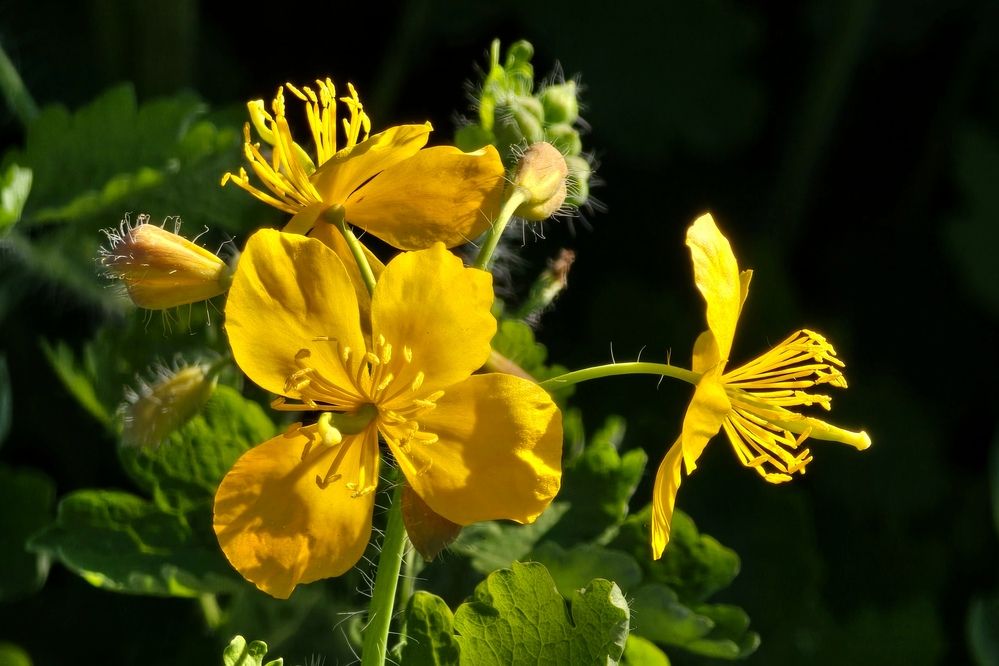 Photograph by Галина Искандарова