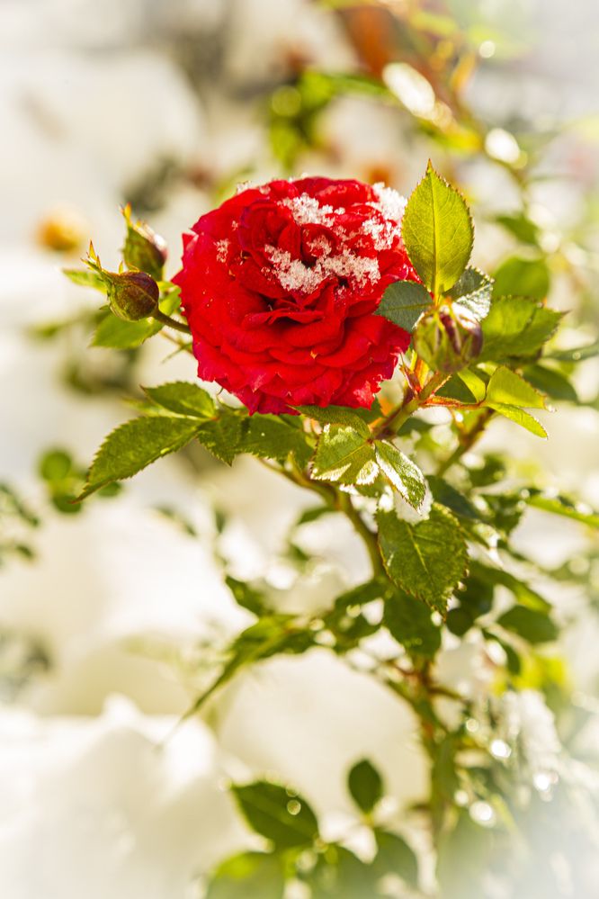 Фотография автора Каргин Валерий