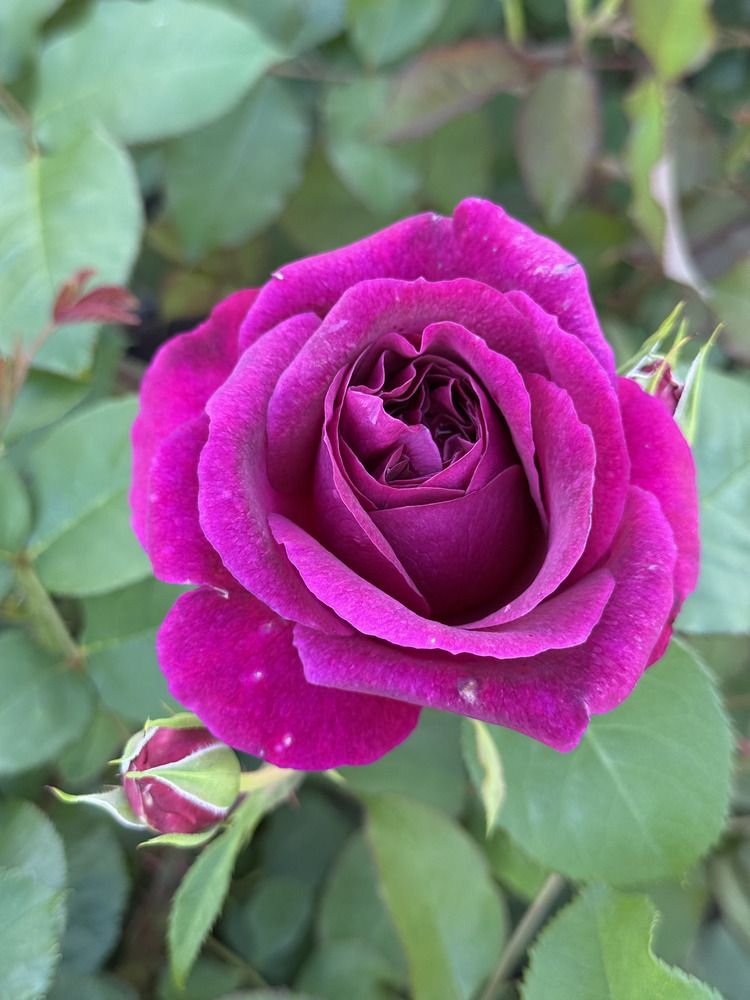 Фотография автора Юлия Денисенко