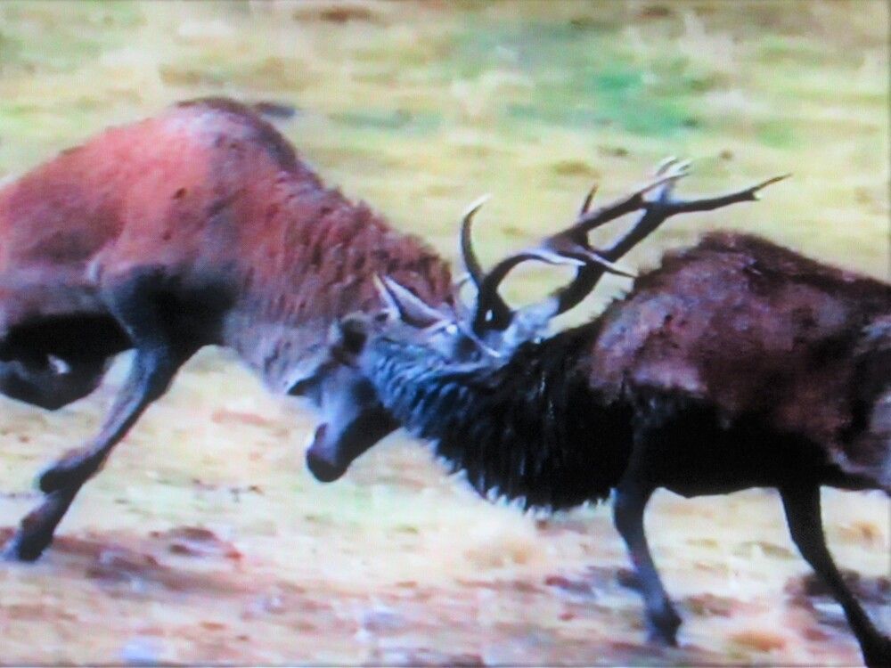 Photograph by Галина