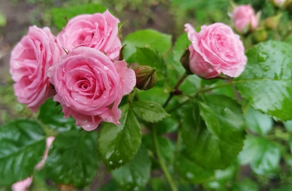 Photograph by Ирина Ермакович