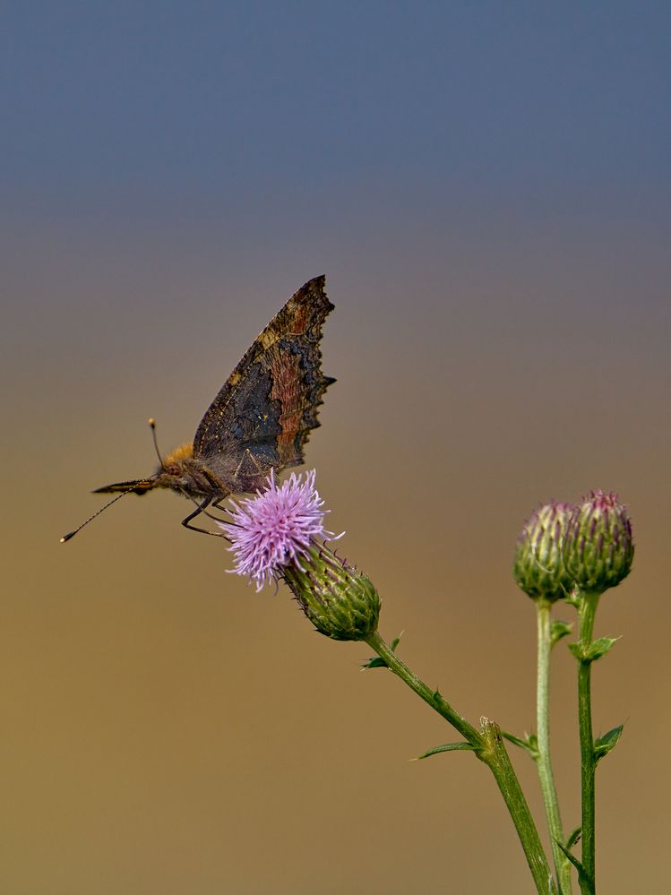 Photograph by Валерий Змачинский