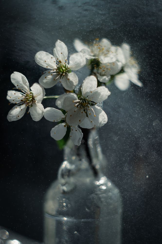 Фотография автора Anna Shchurok