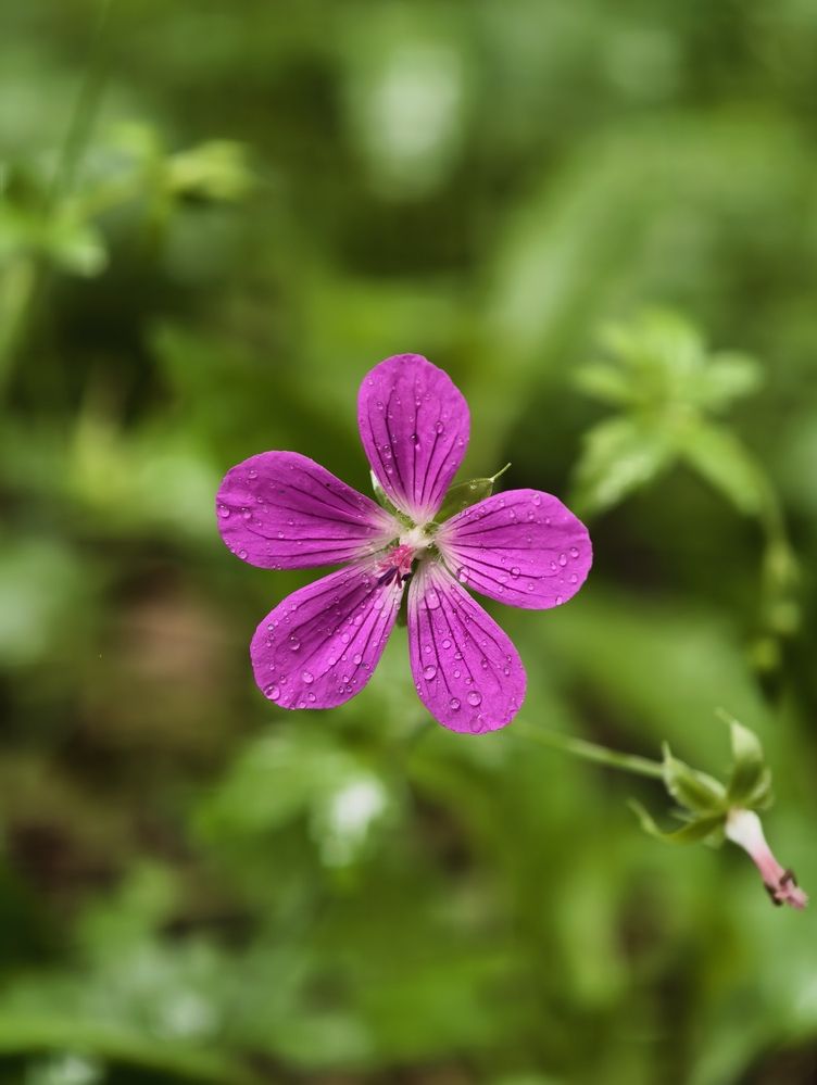 Photograph by Галина