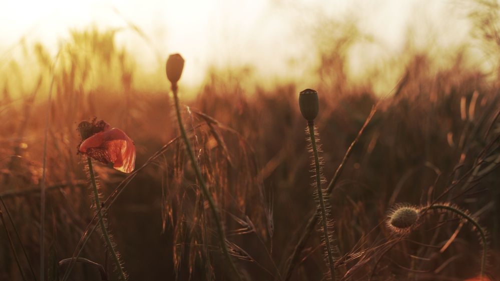 Photograph by Алёна Бондаренко