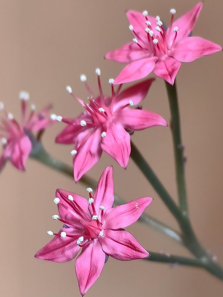 Photograph by Igor Maksimenko