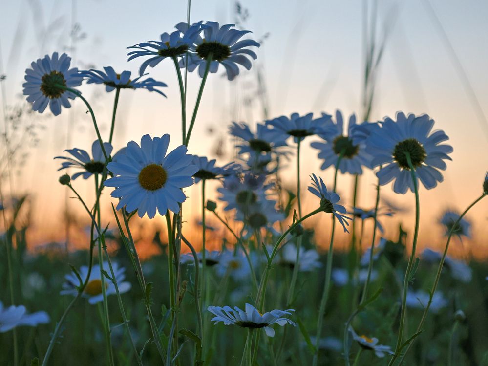 Photograph by Igor Maksimenko