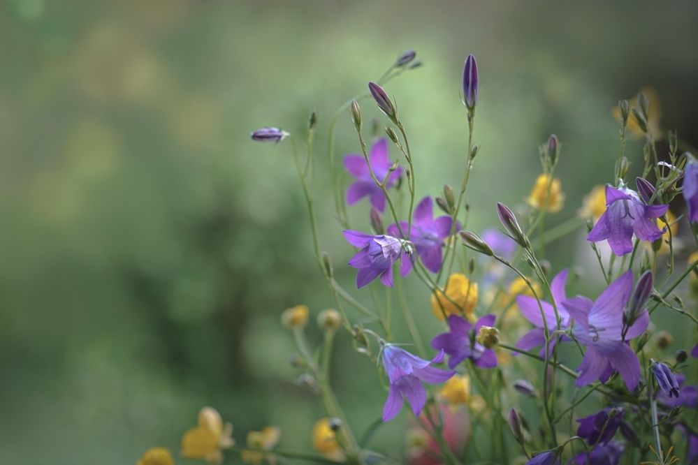 Полевые цветы