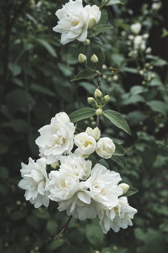 Цветущая ветка жасмина