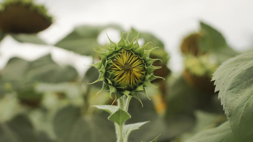 Photograph by Алёна Бондаренко