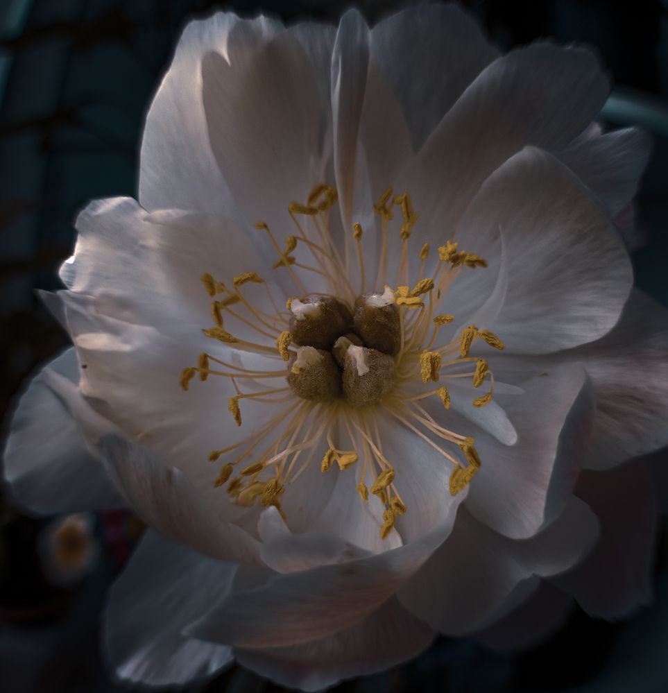 Фотография автора Ольга Кунакова