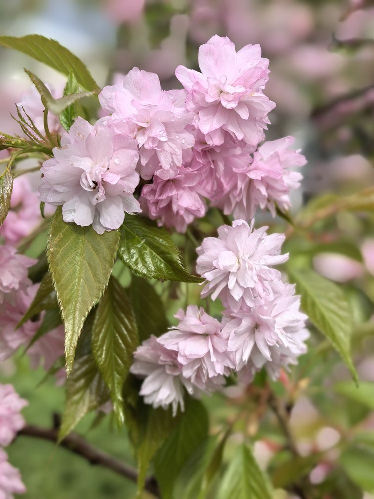 Фотография автора Александр Сипаров