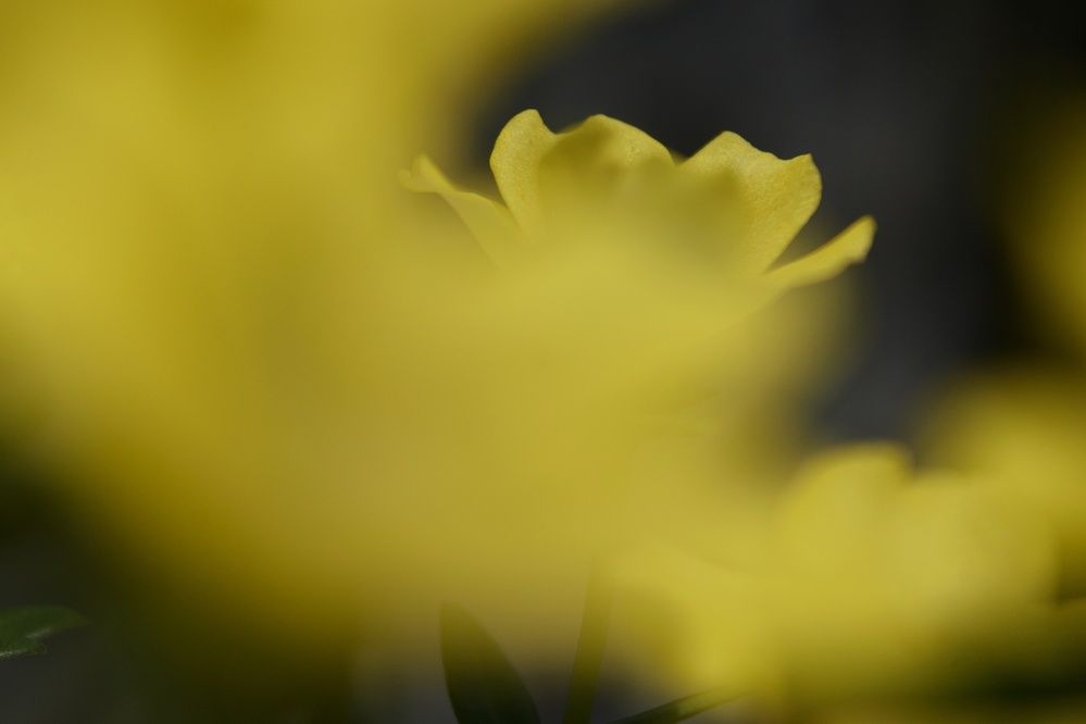 Фотография автора Sheuli Akther