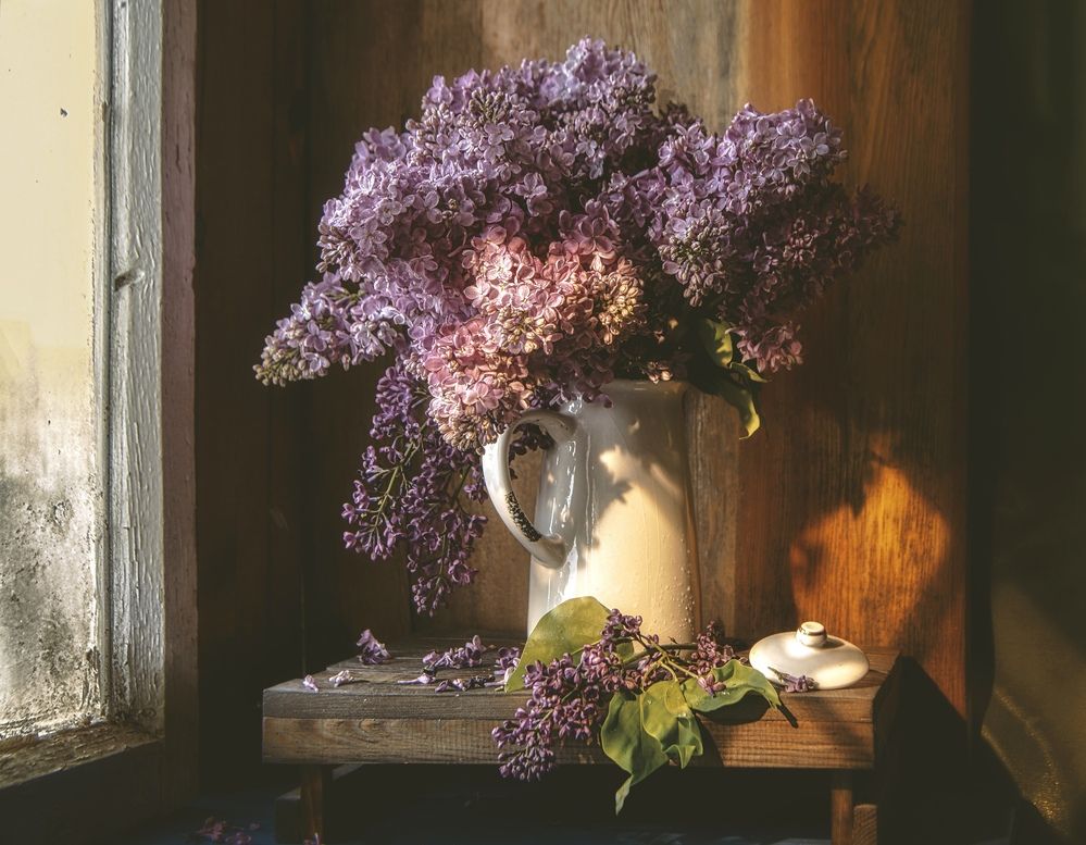 Фотография автора Viktoriya Shamanova