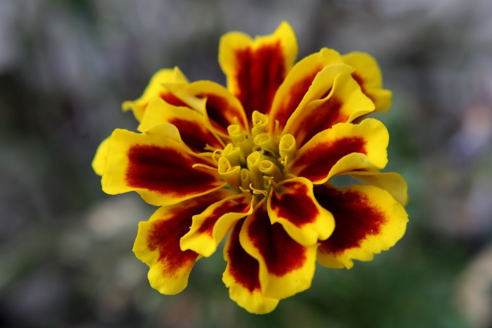 Photograph by Сироткина Нина