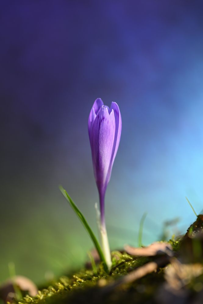 Photograph by Camilla Zocchi