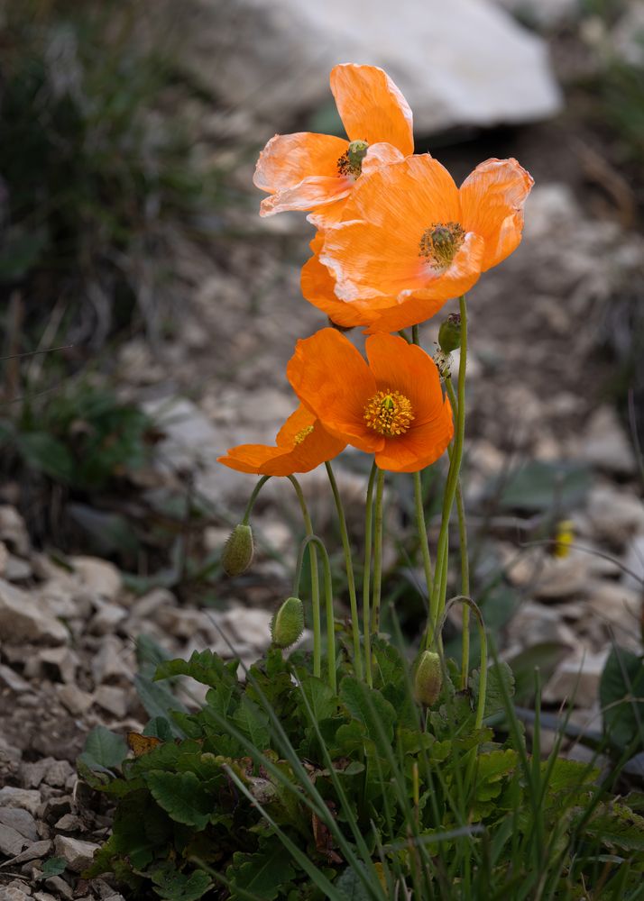 Photograph by Марат Кучкаев