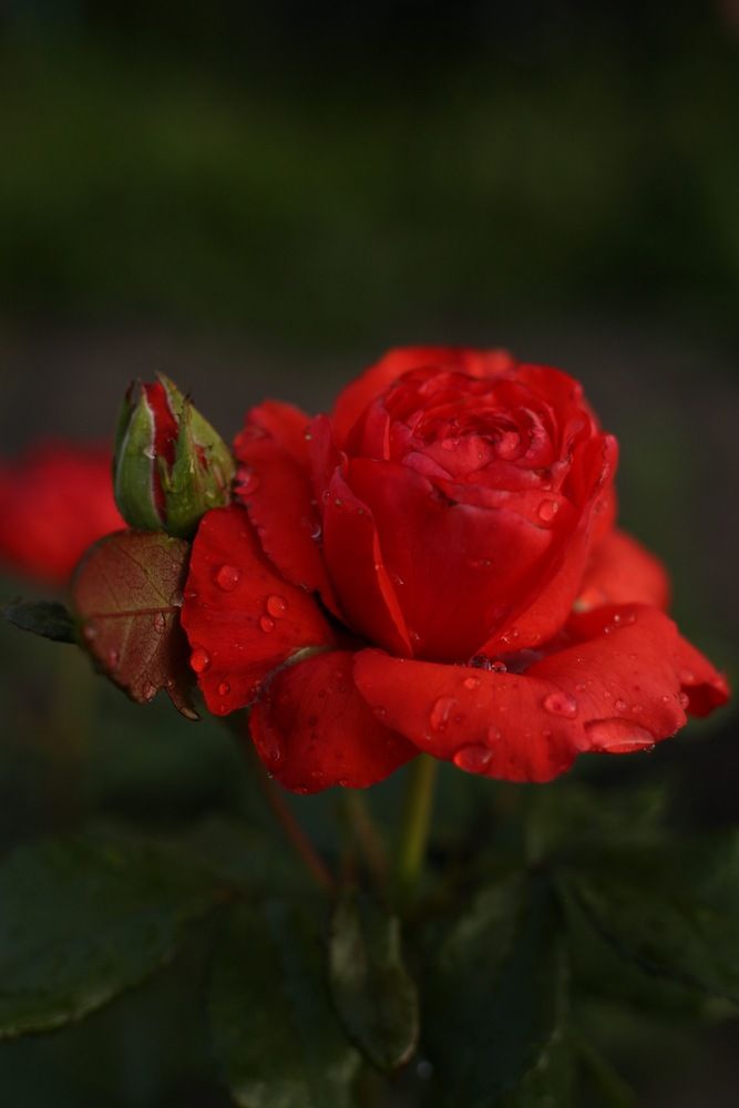 Photograph by Валерия Романова