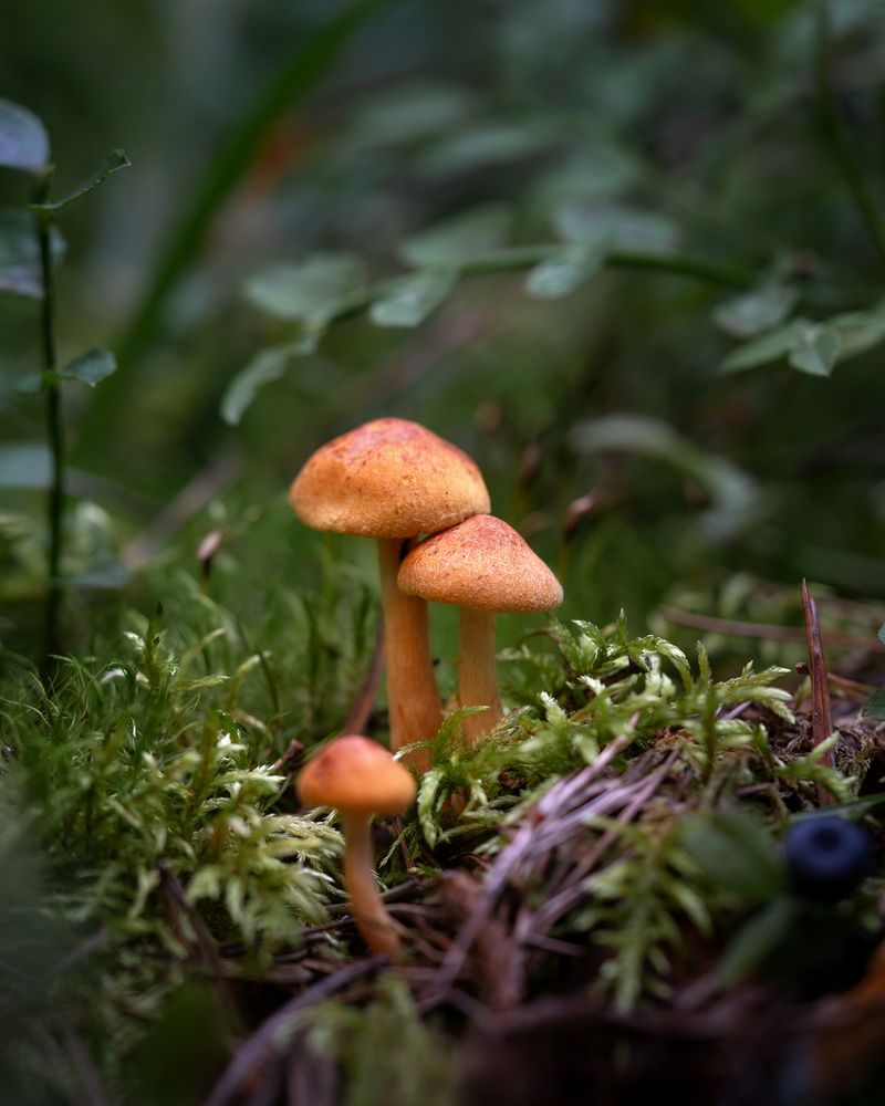 Photograph by Людмила Завьялова