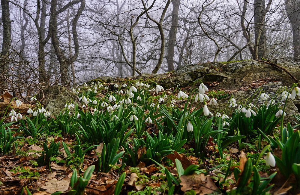 Photograph by Михаил Баевский