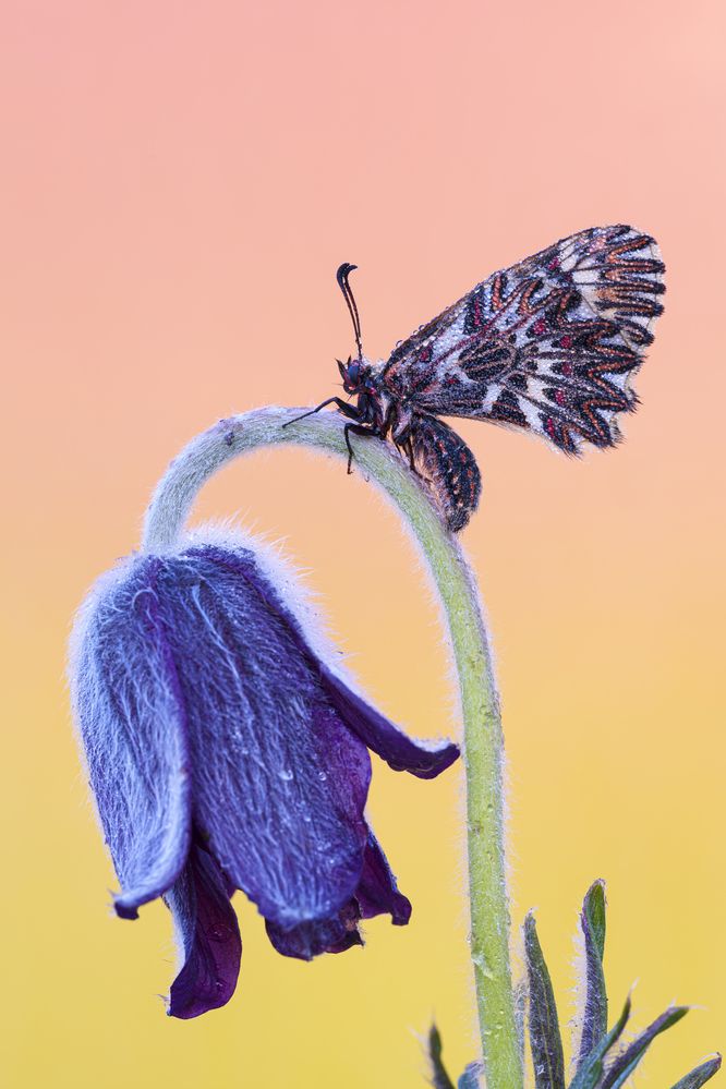 Zerynthia polyxena su Pulsatilla montana