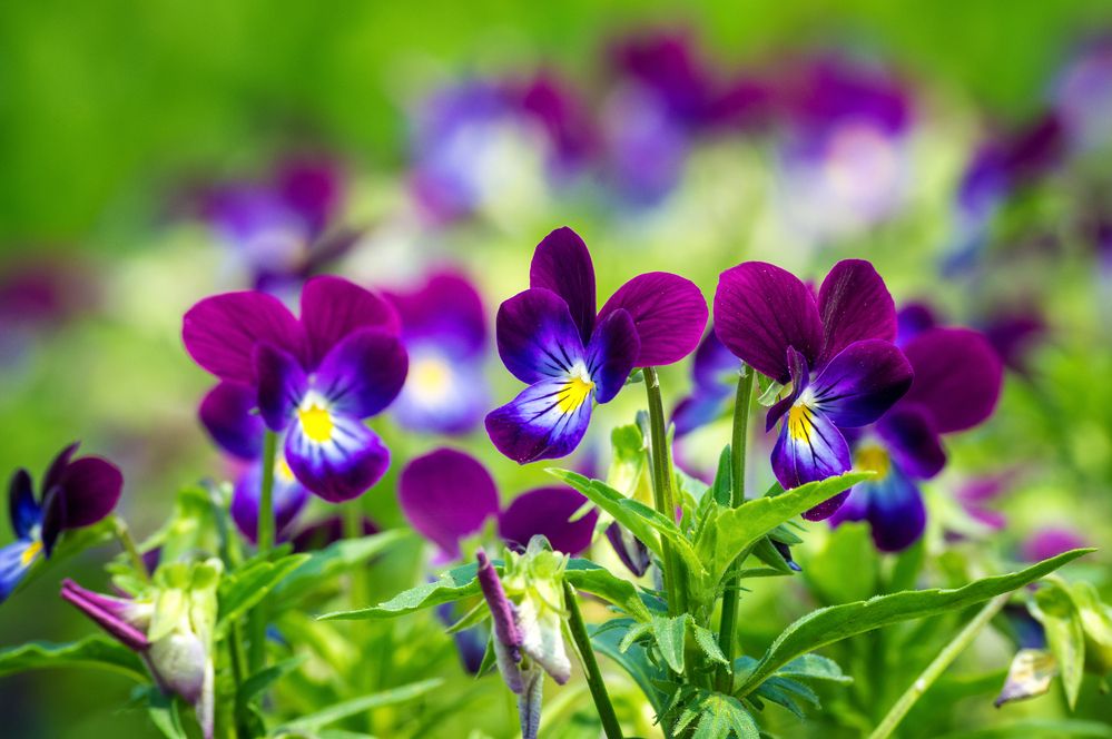 Фотография автора Александр Рудный