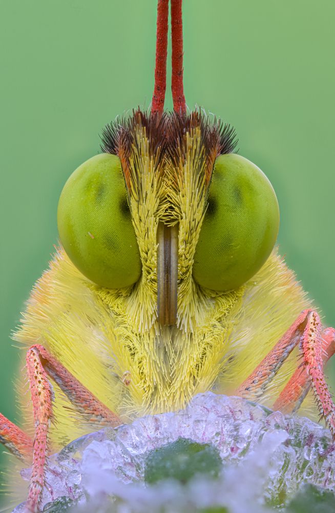 Face to face with Colias crocea