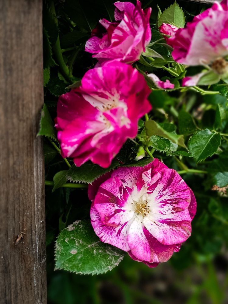 Photograph by Наталья Касимова