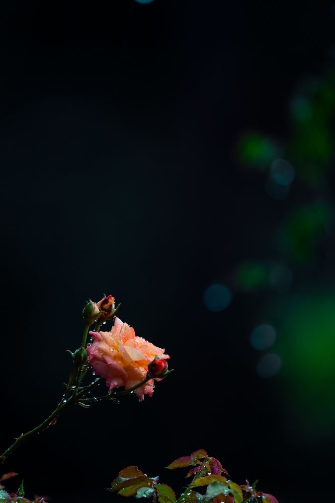 Фотография автора Arpit Dhore