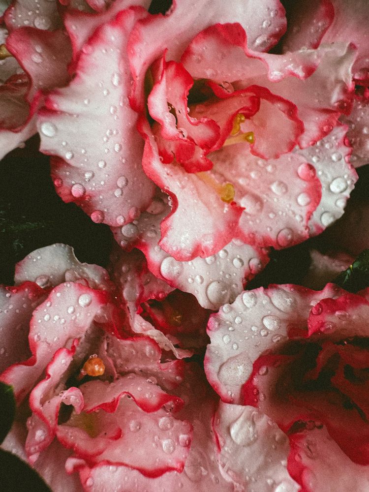 Photograph by Julia Smilovitsky