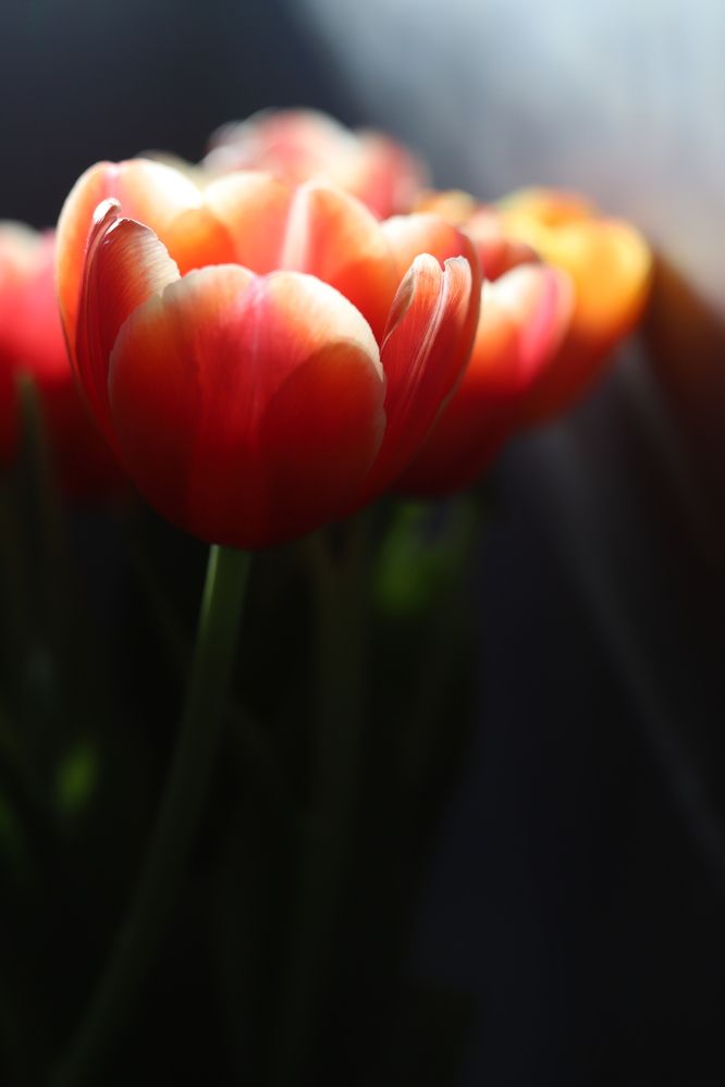 Photograph by Julia Smilovitsky