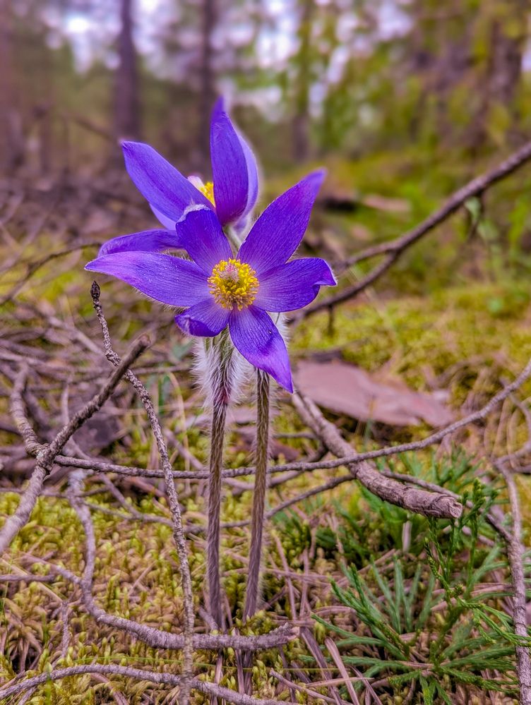 Photograph by Елизавета Коровина