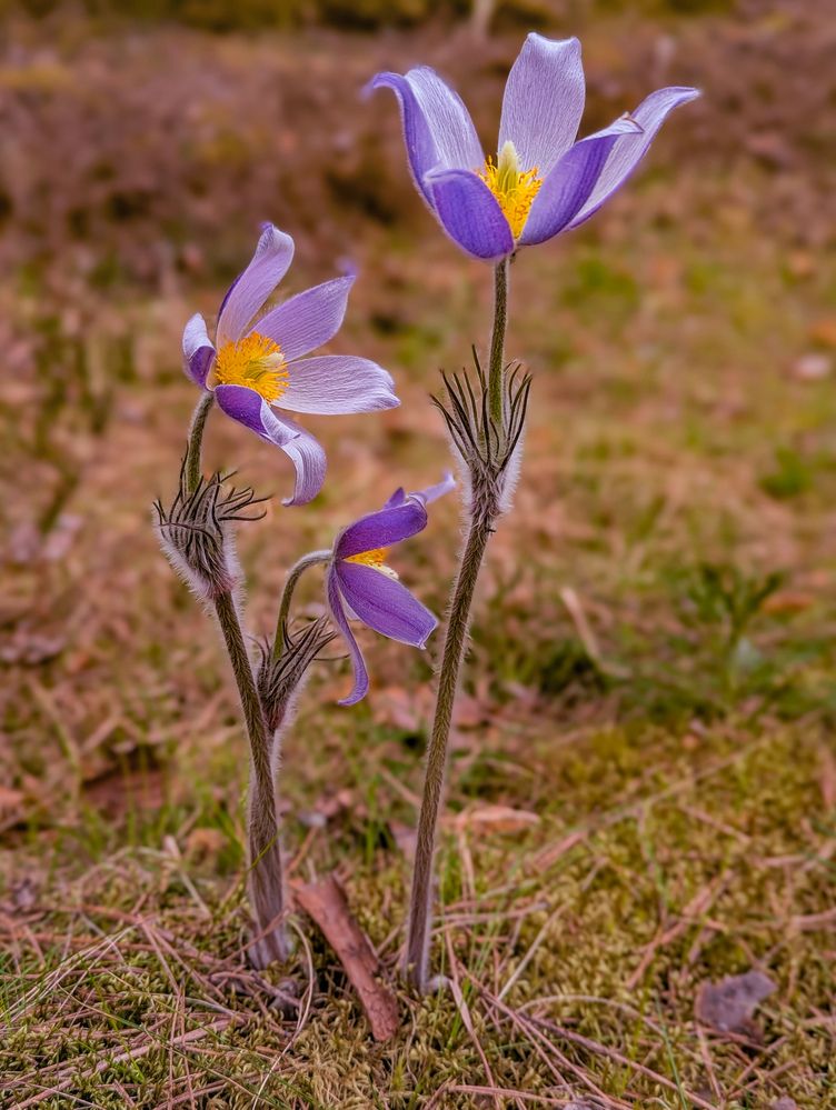 Photograph by Елизавета Коровина