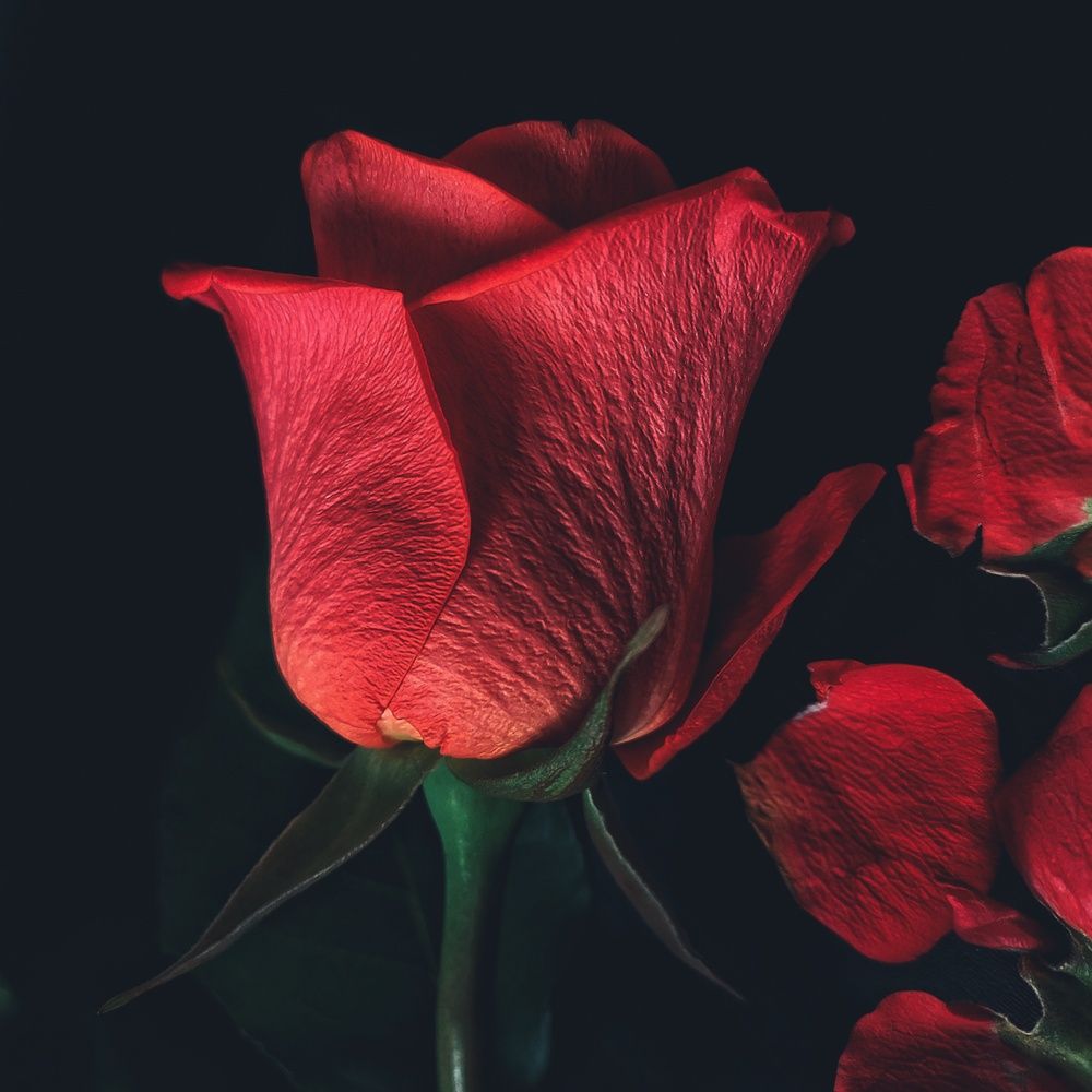 Photograph by Наталия Дроздова