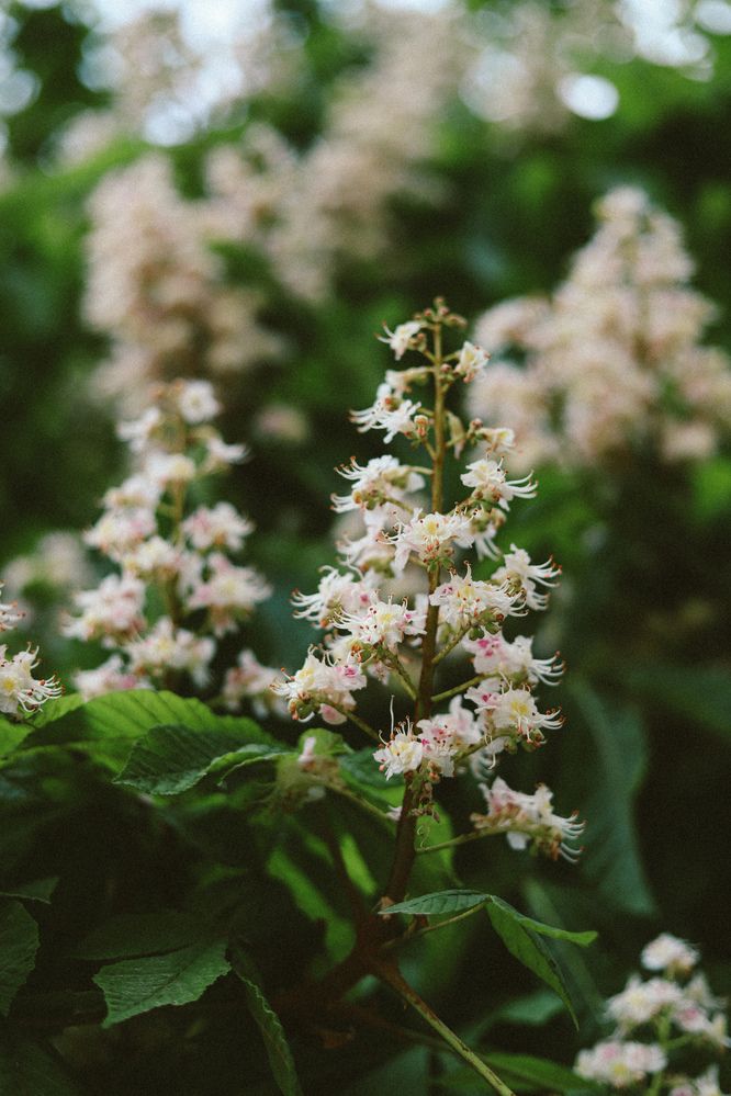 Photograph by Julia Smilovitsky