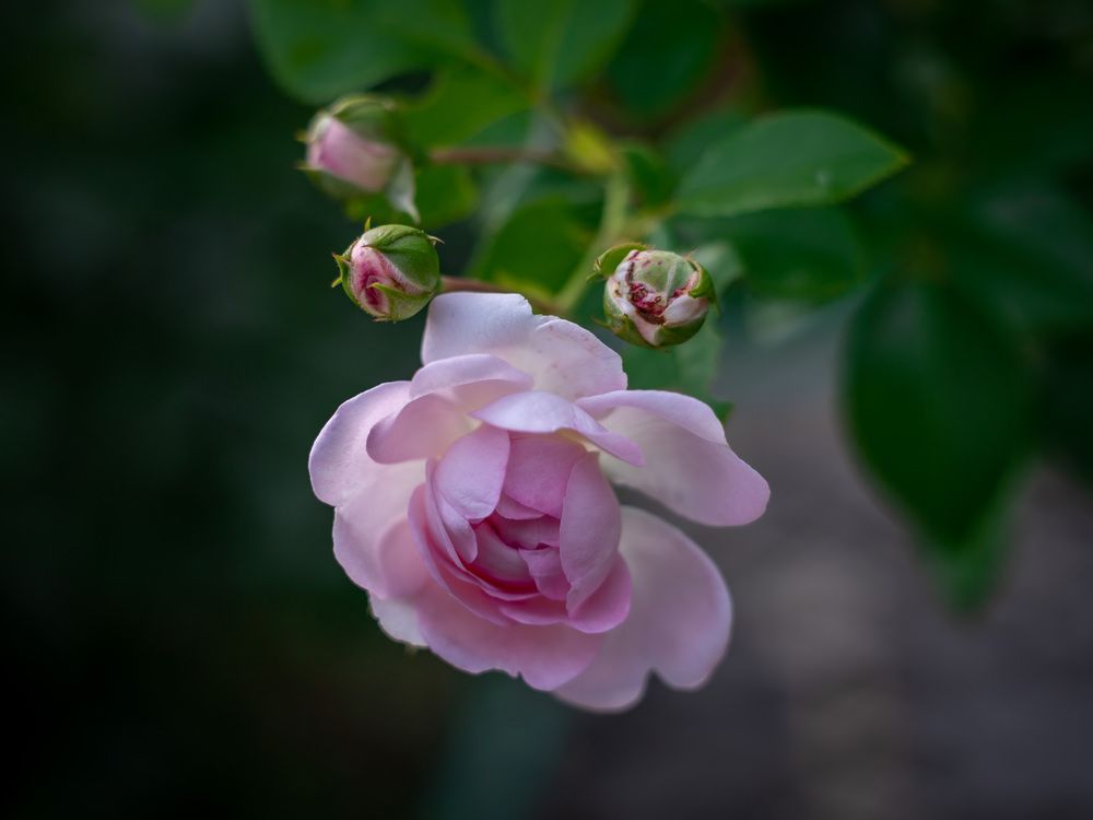 Photograph by Олег Дорошенко