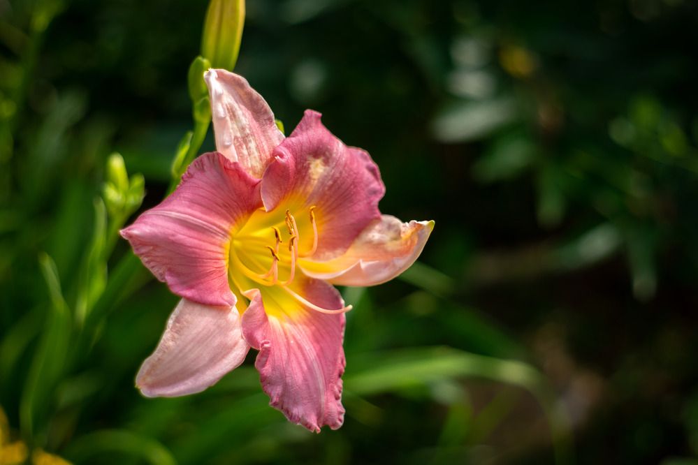 Photograph by Олег Дорошенко