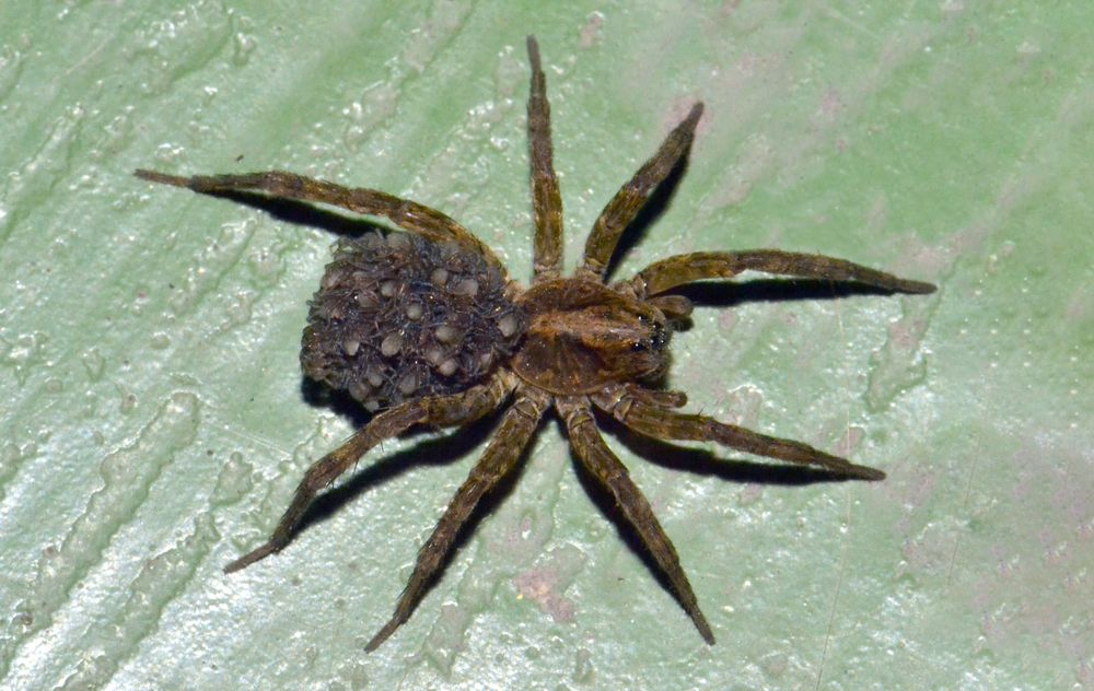 The spider carries offspring