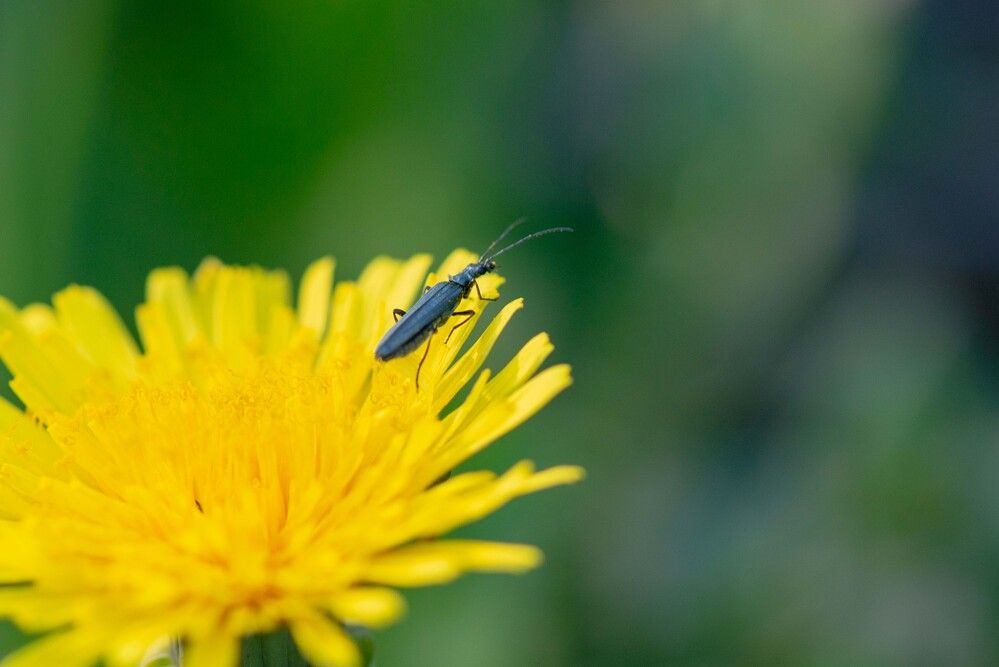 Photograph by Darina