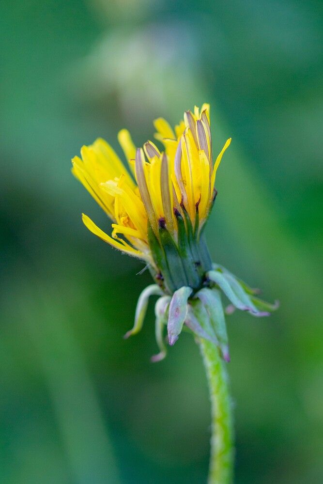 Photograph by Darina