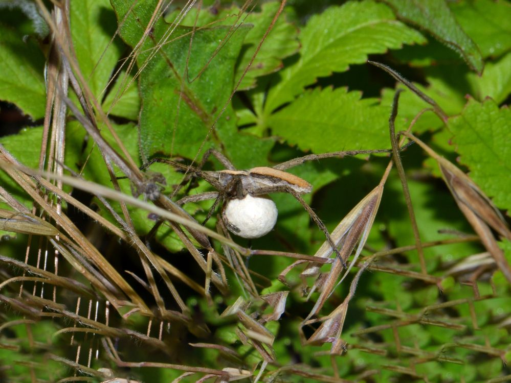 The spider takes care of its offspring