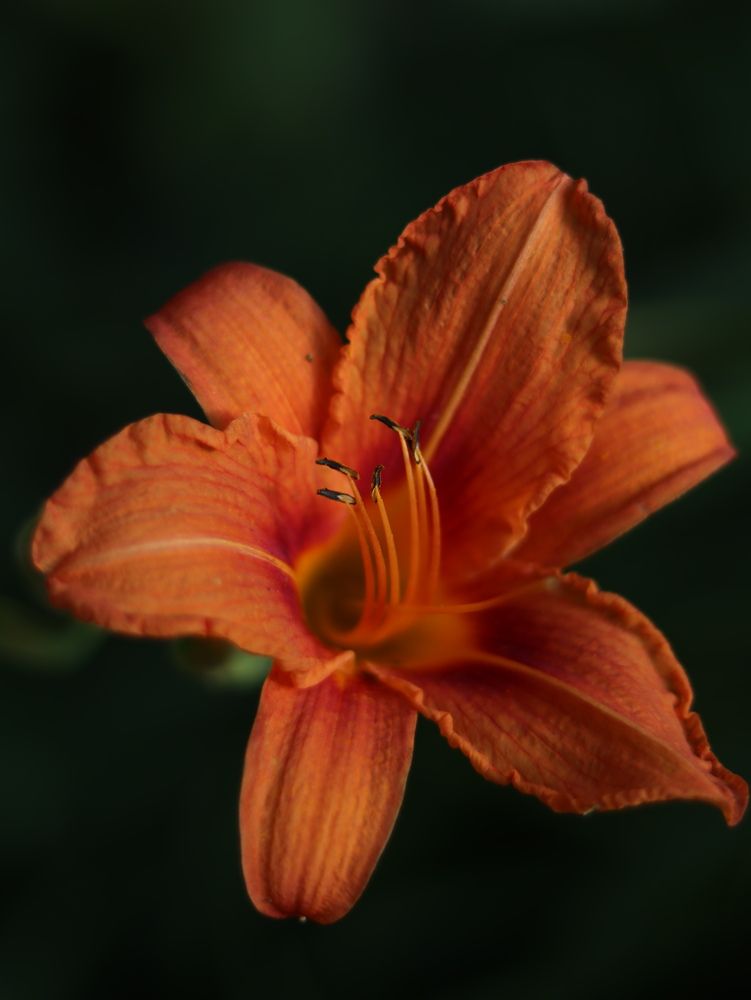 Photograph by Ирина Корабельникова