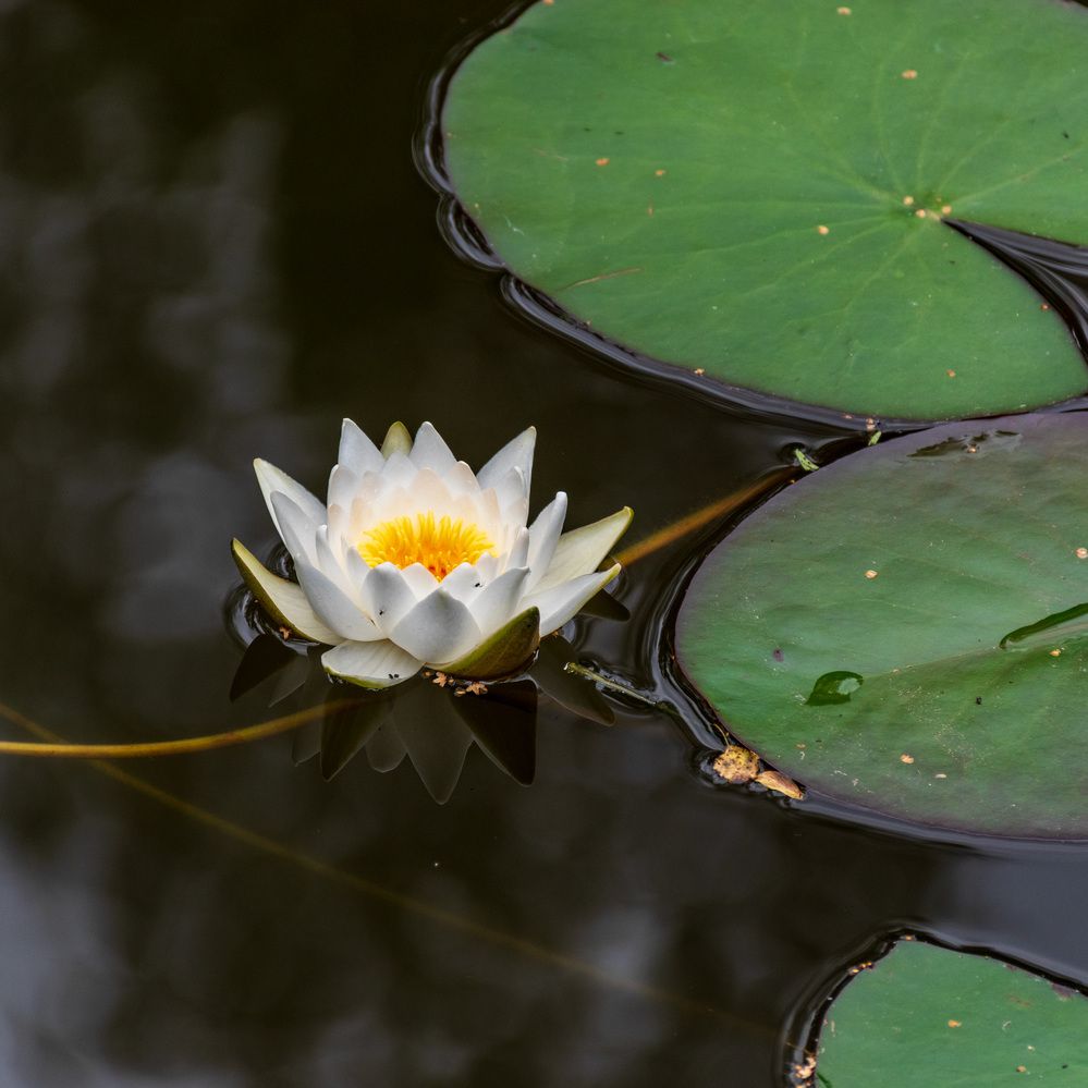 Photograph by Валерий Петухов