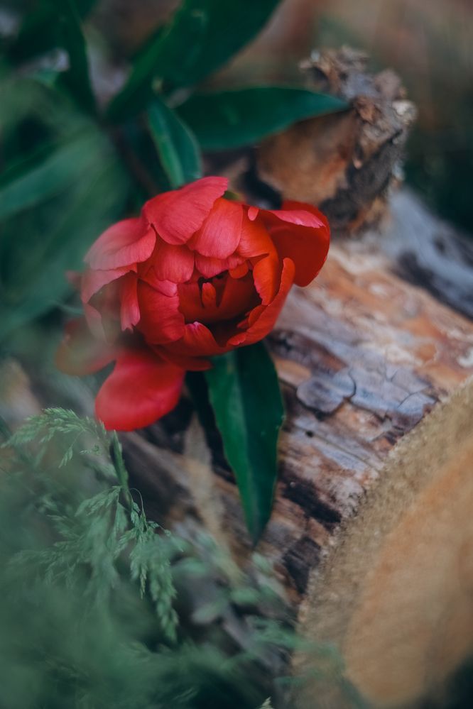 Photograph by Ригина Айдель