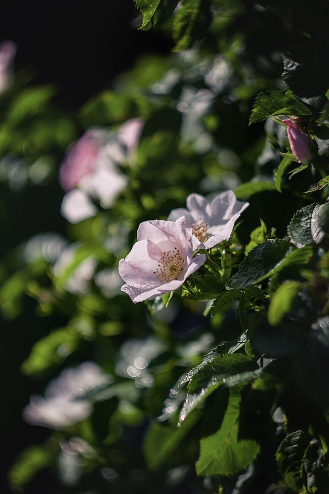 Photograph by Галина Иванова