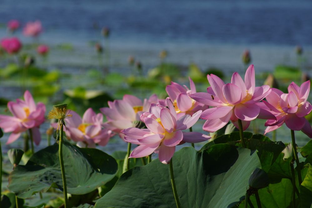 Photograph by Ольга Слугина